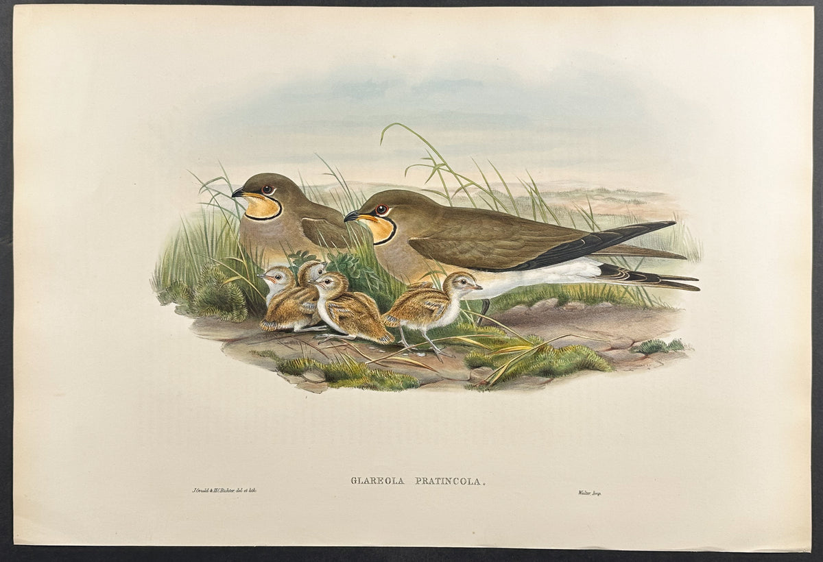 Common Pratincole