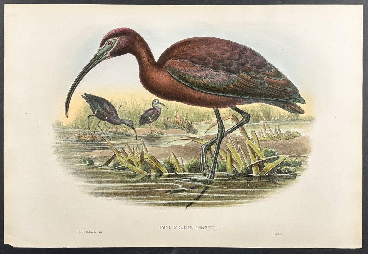 Glossy Ibis