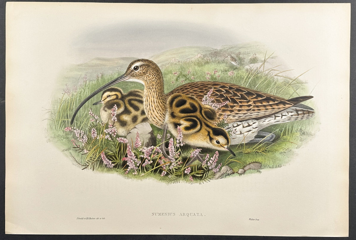 Curlew