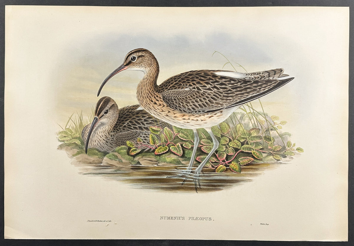 Whimbrel