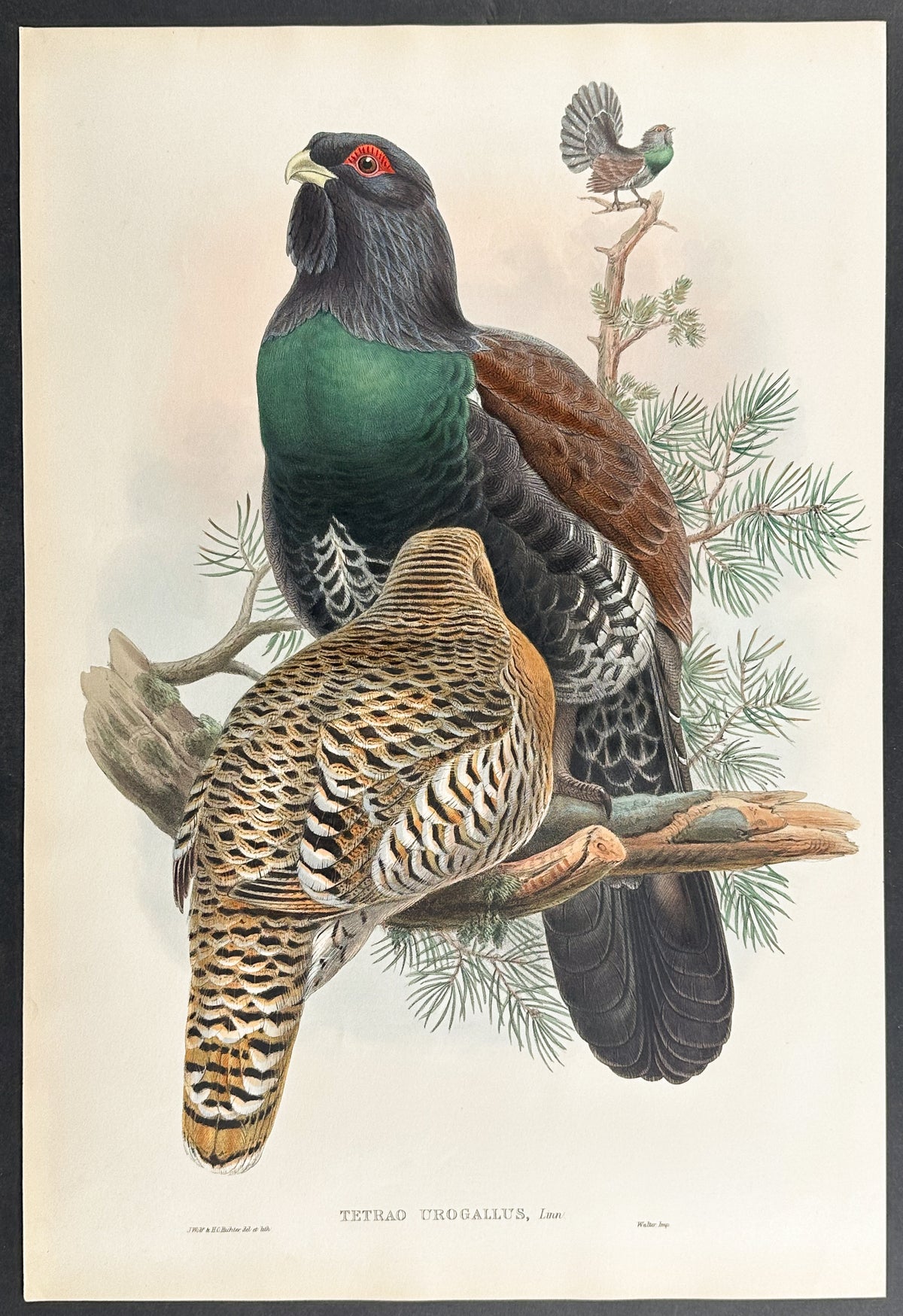 Capercailzie, or Cock of the Wood
