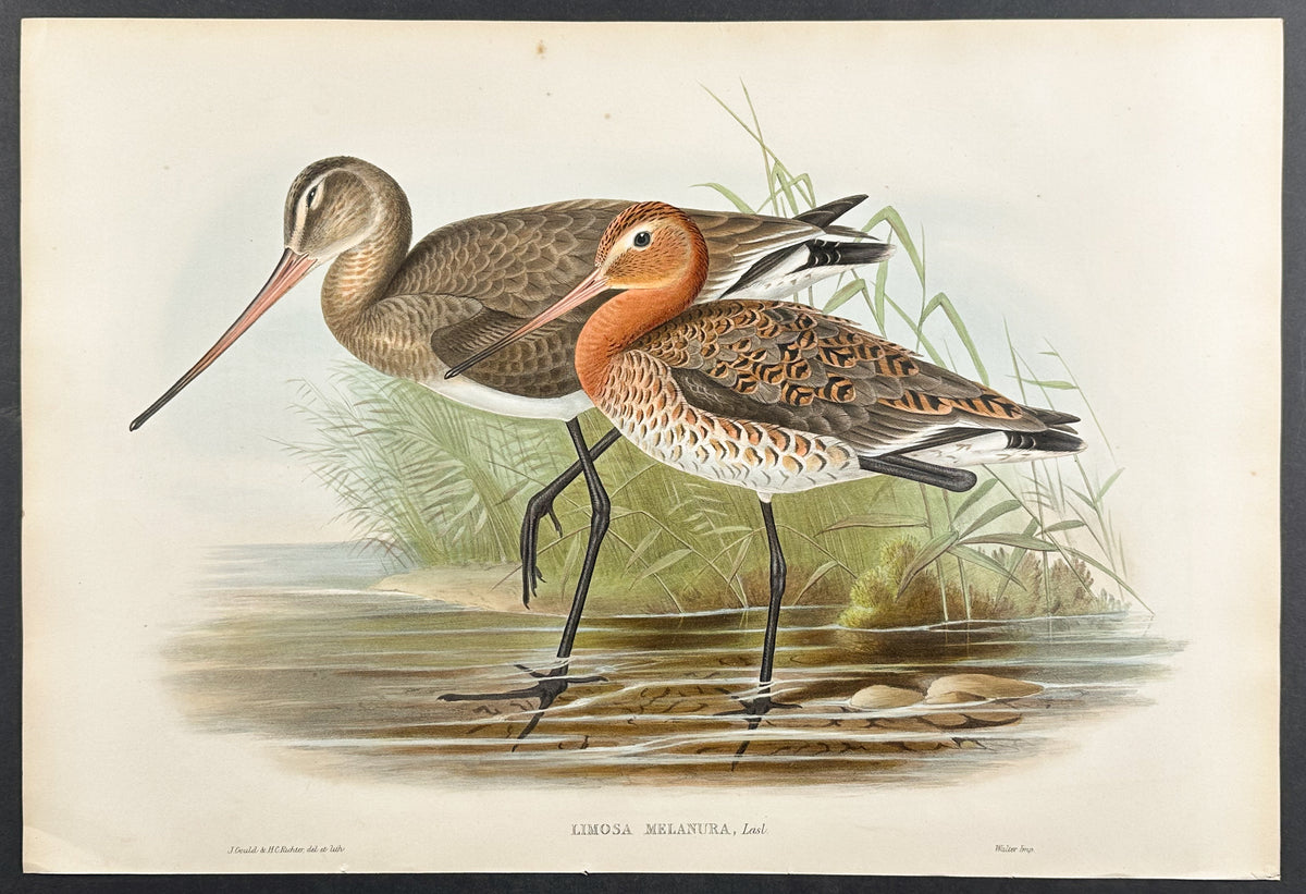 Black-tailed Godwit