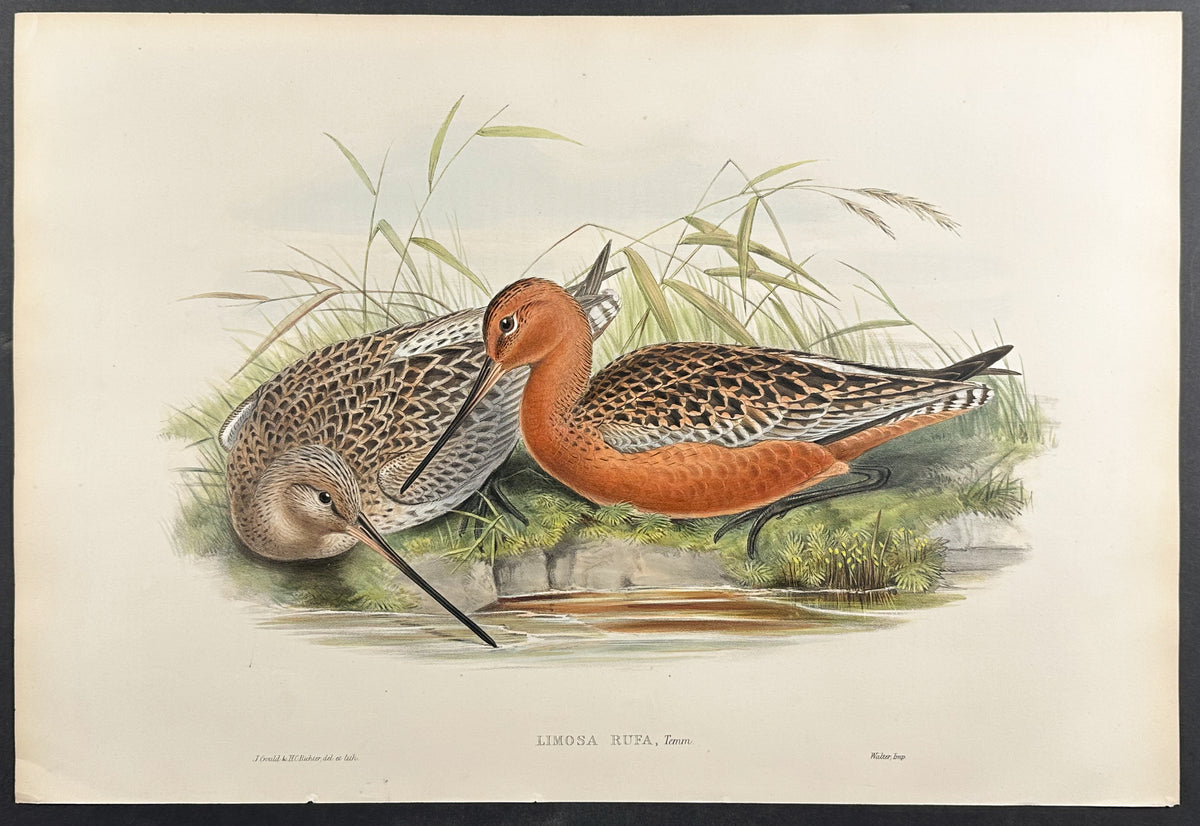 Bar-tailed Godwit