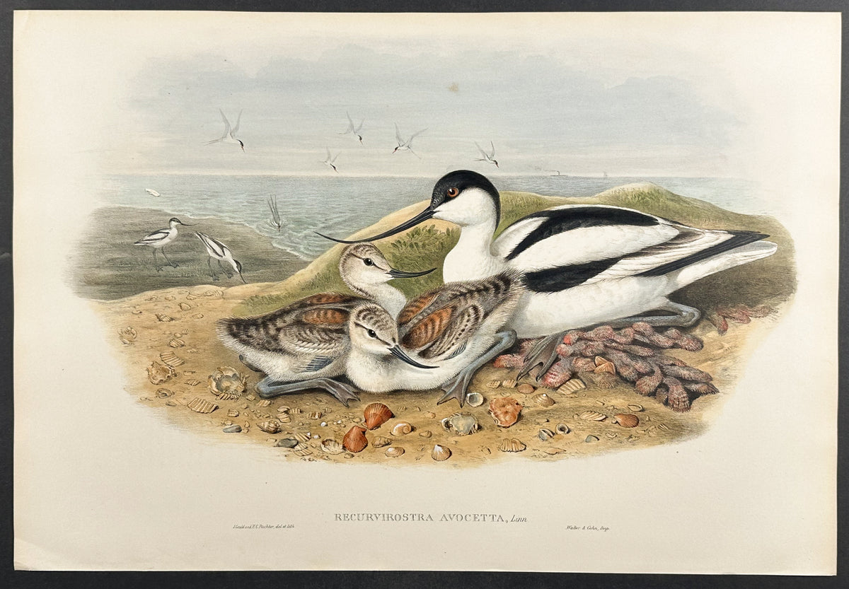 Avocet