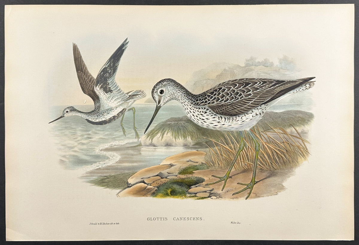Greenshank