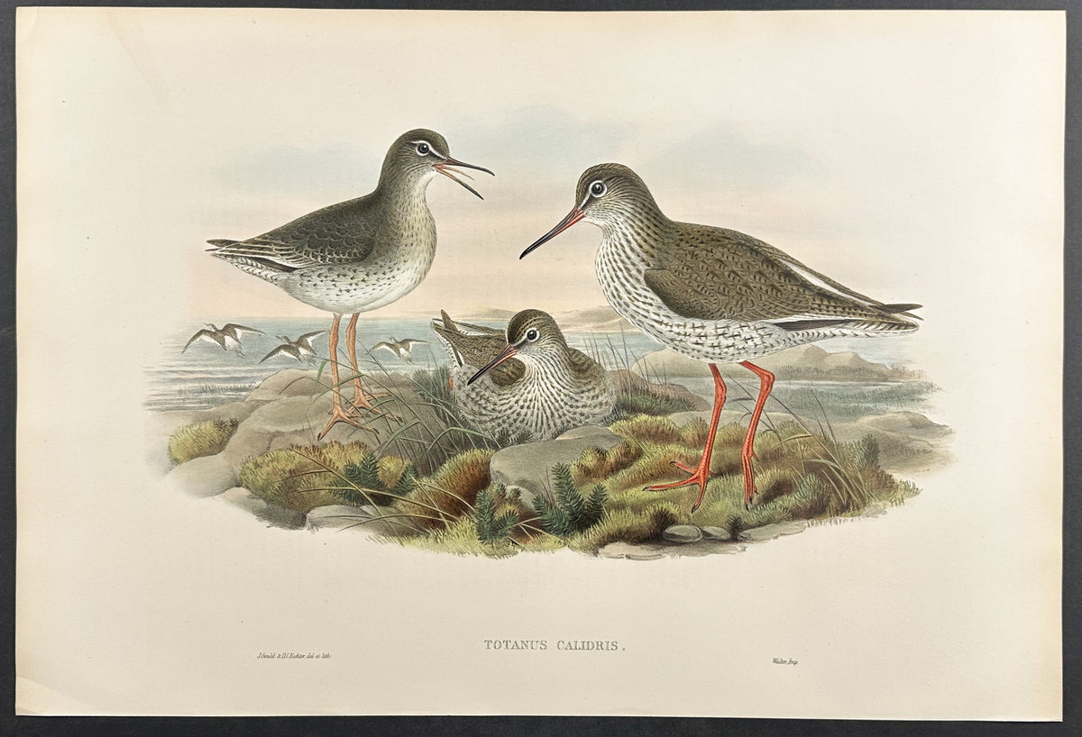 Redshank