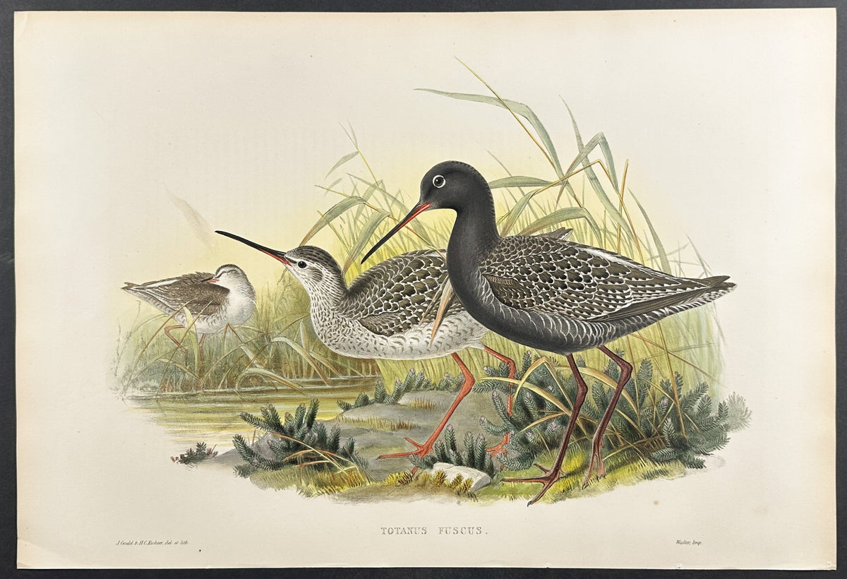 Spotted Redshank