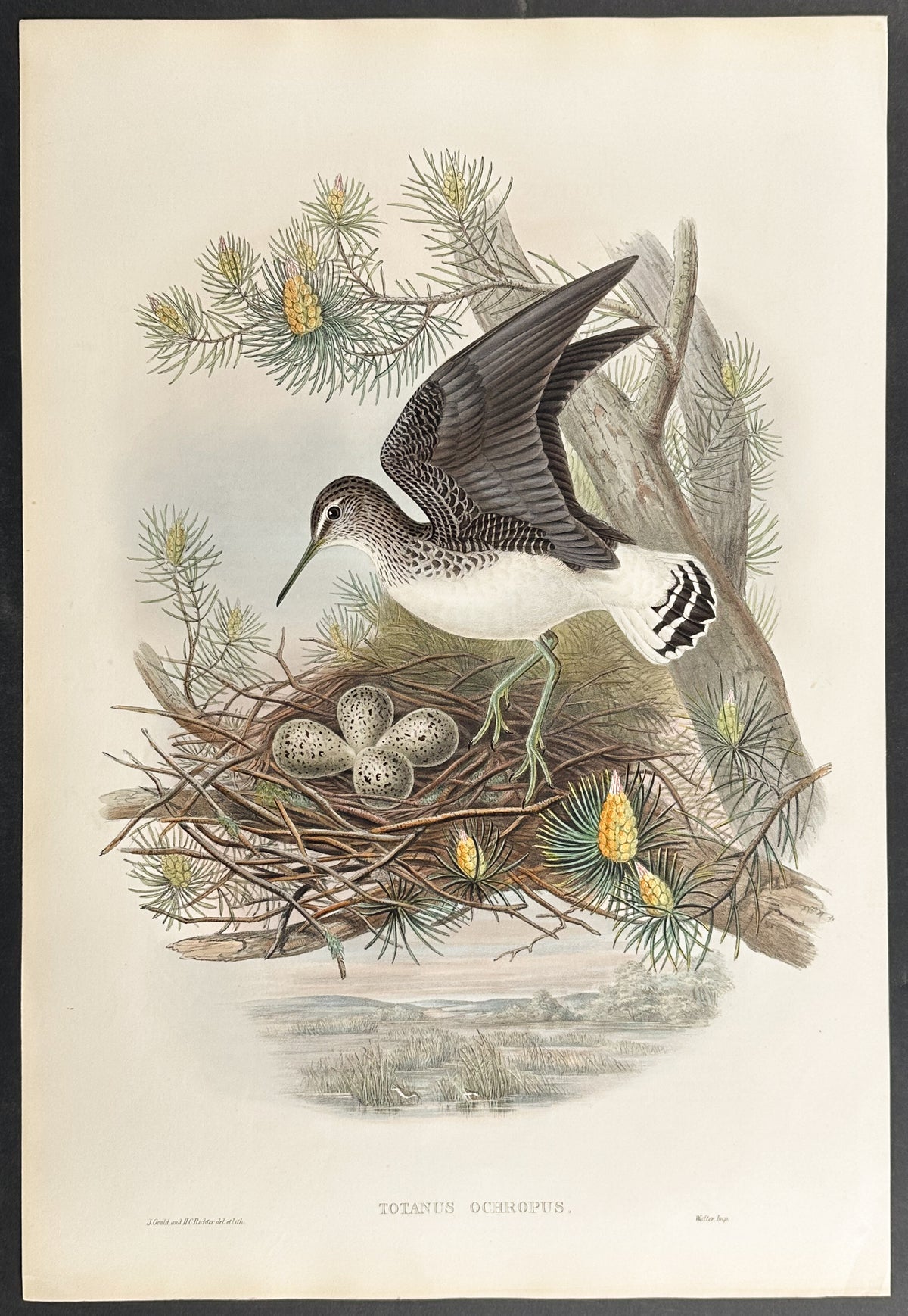 Green Sandpiper