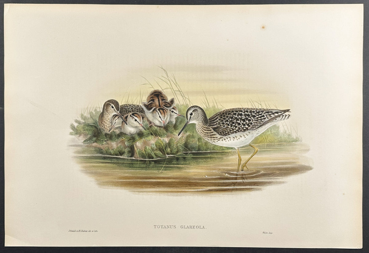 Wood-Sandpiper