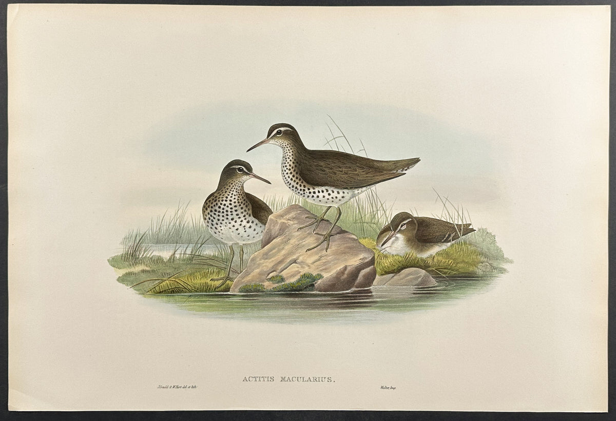 Spotted Sandpiper