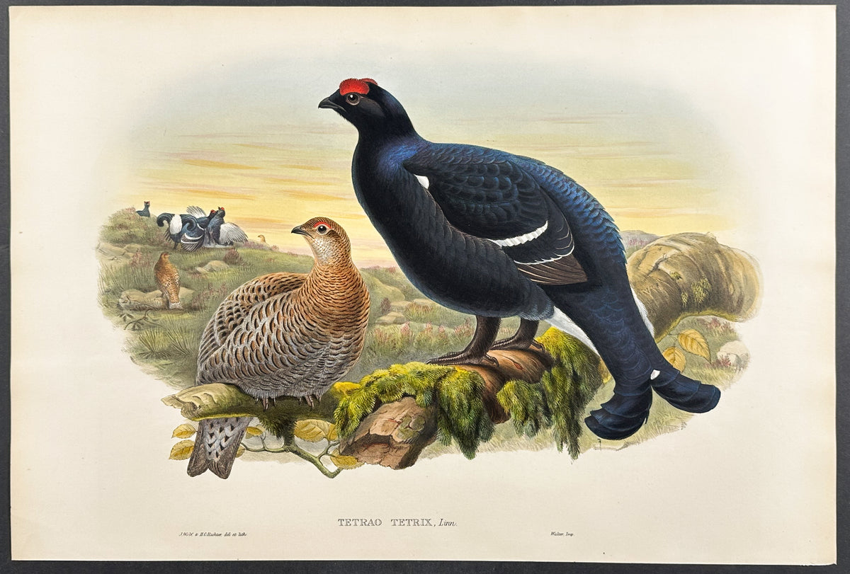 Blackcock