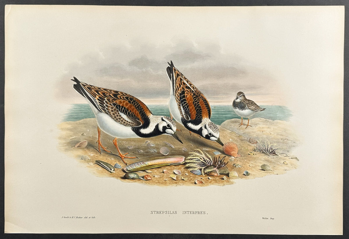 Turnstone