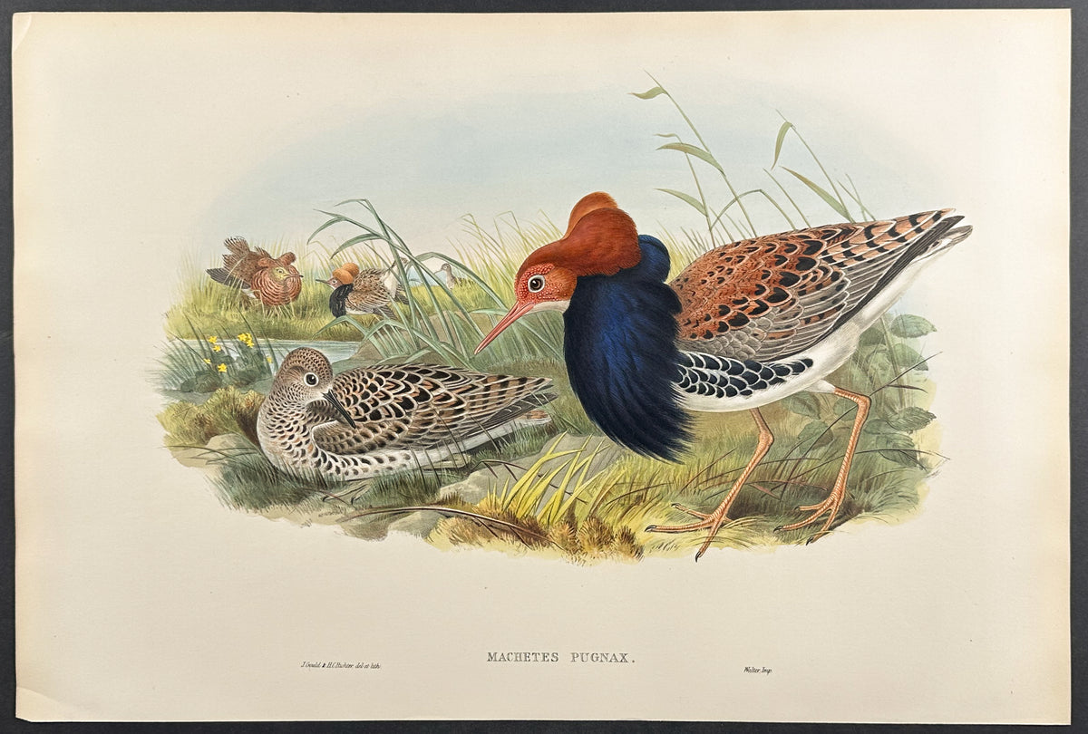 Ruff & Reeve in first-autumn plumage