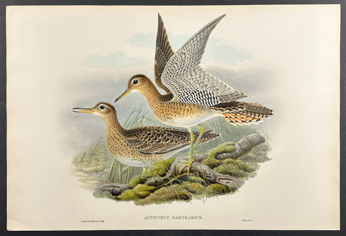 Bartram's Sandpiper