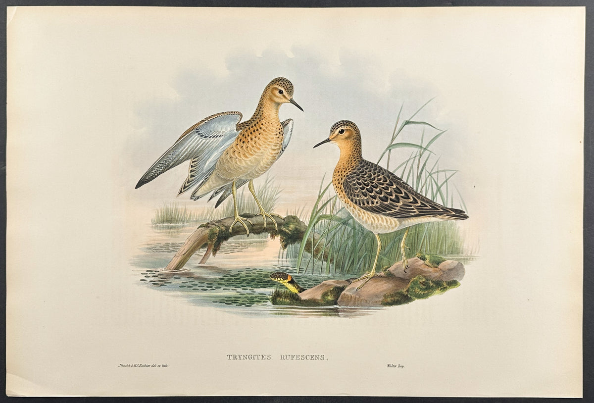 Buff-breasted Sandpiper