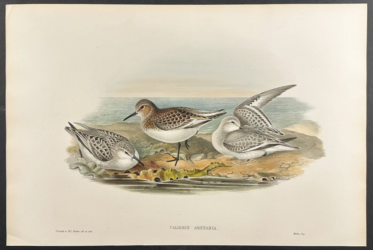 Sanderling