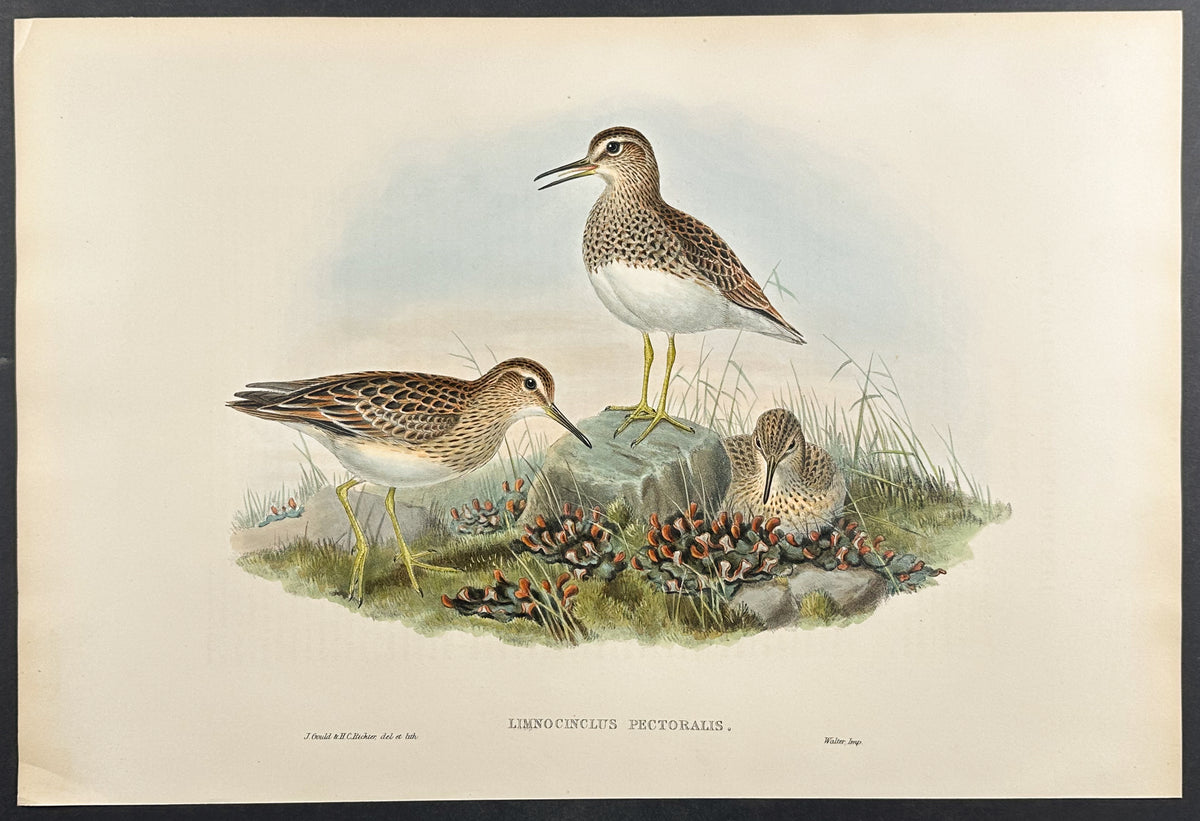 Pectoral Sandpiper
