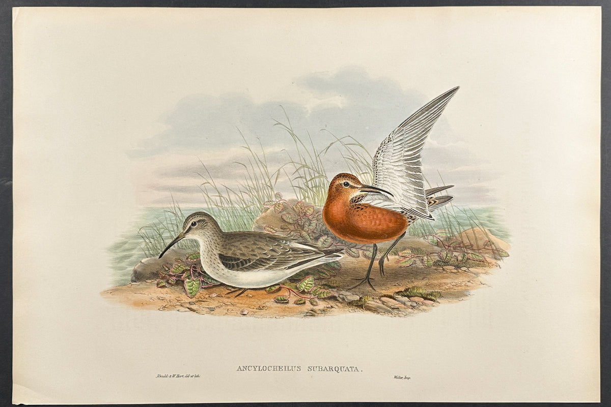 Curlew Sandpiper