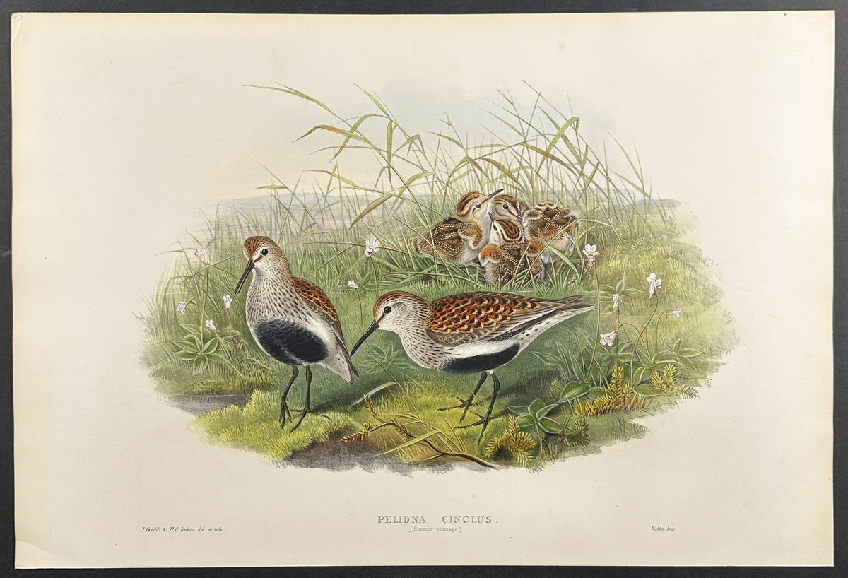 Dunlin (summer plumage)
