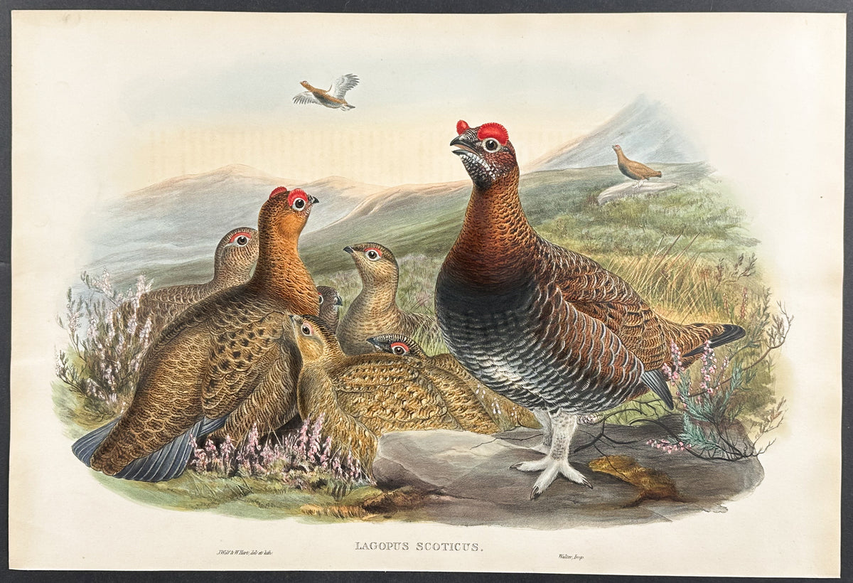 Red Grouse
