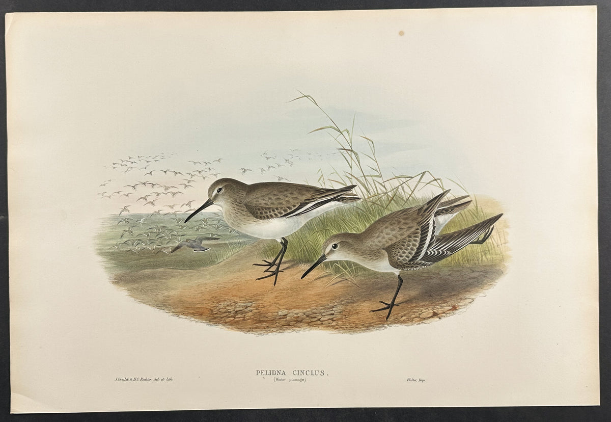 Dunlin (winter plumage)