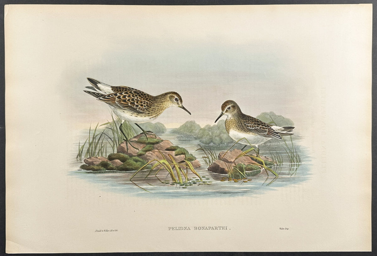 Bonaparte's Sandpiper