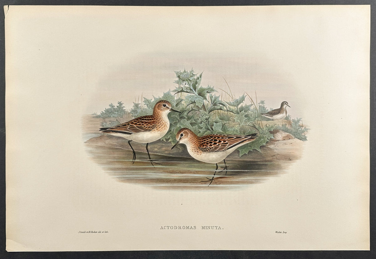 Little Stint