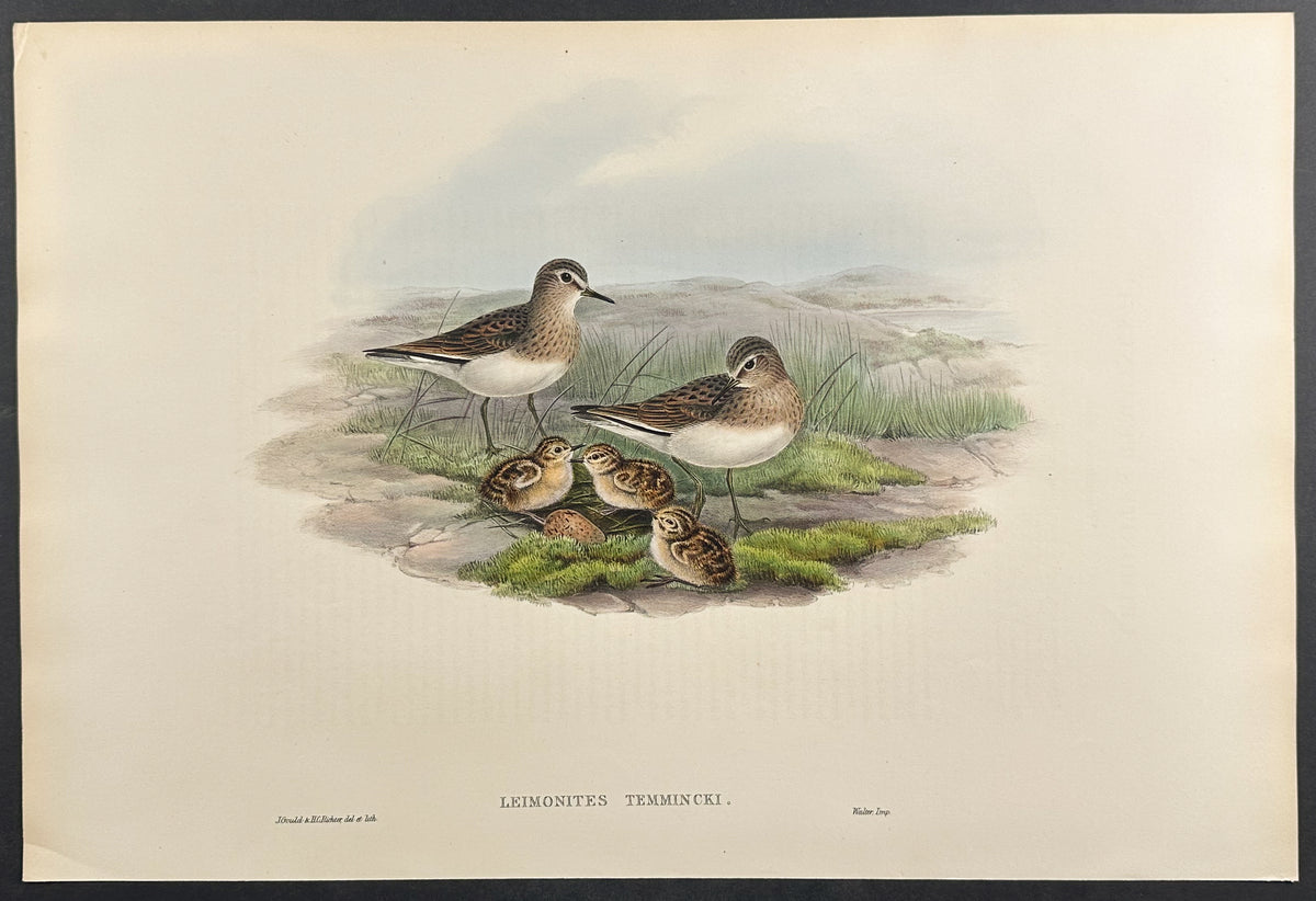Temminck's Stint