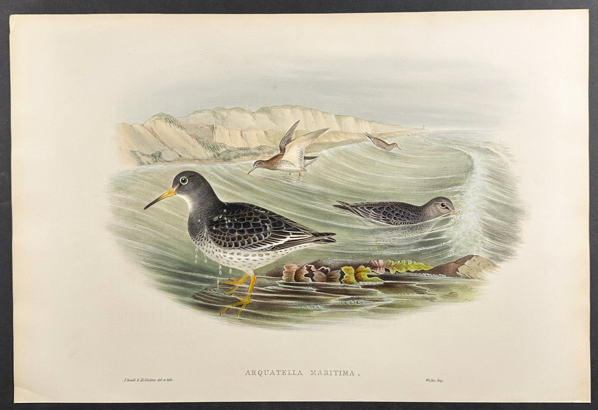 Purple Sandpiper
