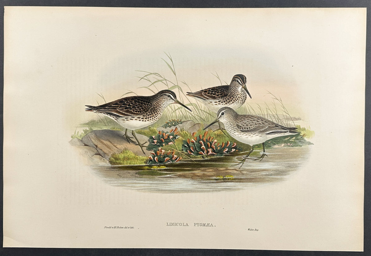 Broad-billed Sandpiper