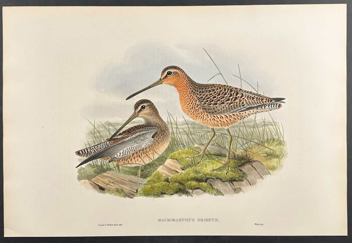 Red-breasted or Brown Snipe