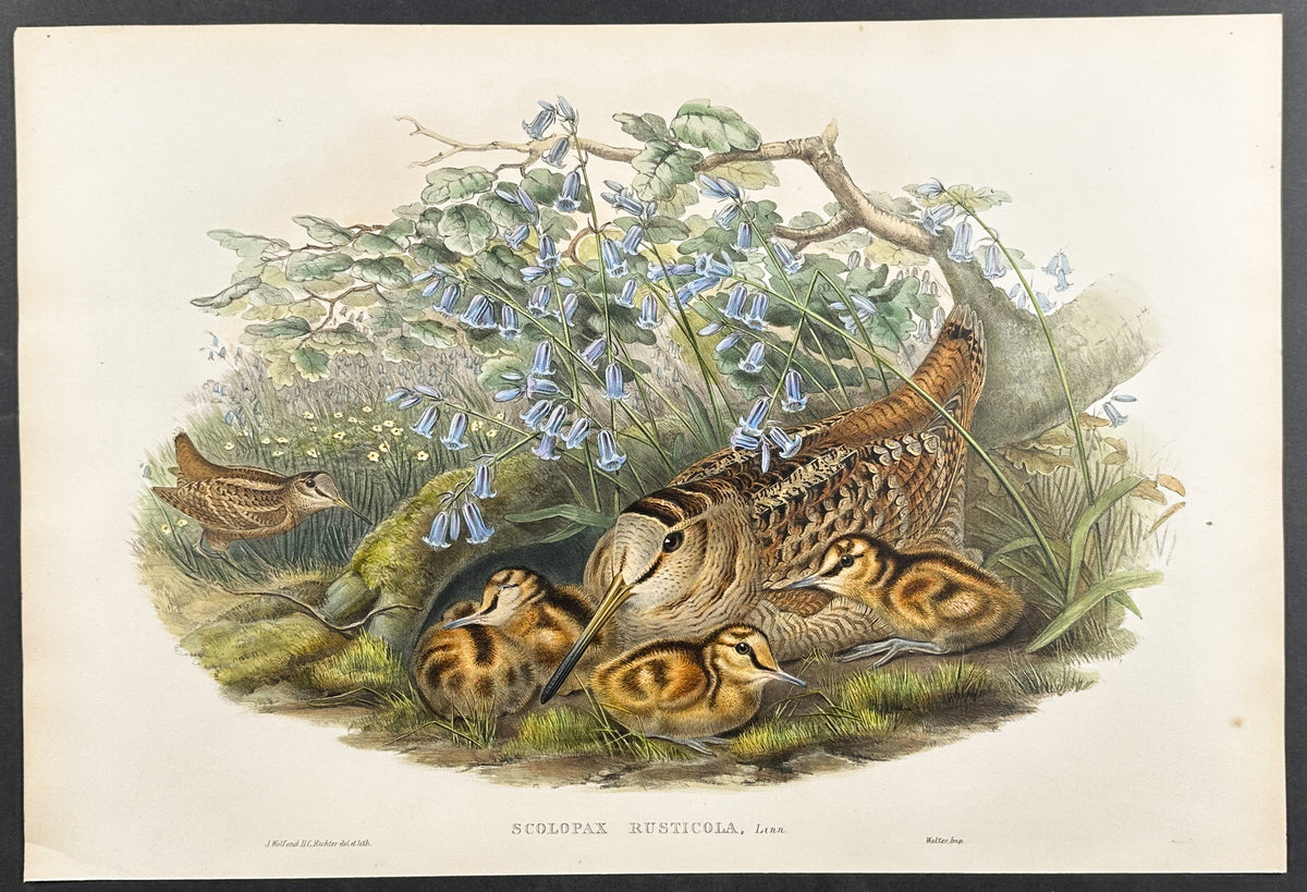 Woodcock