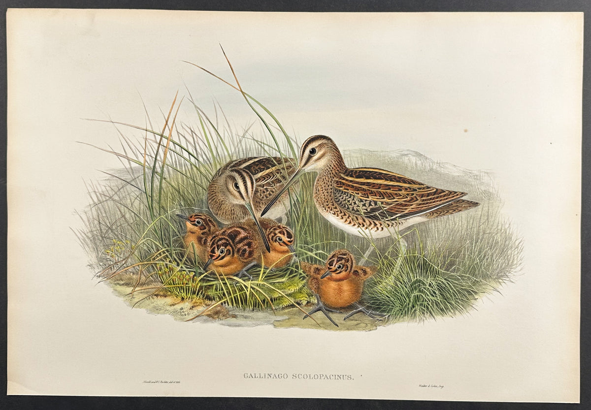 Common Snipe