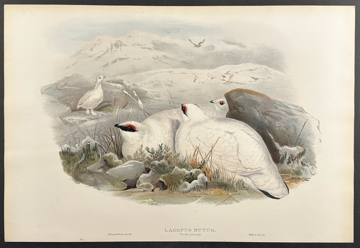 Ptarmigan