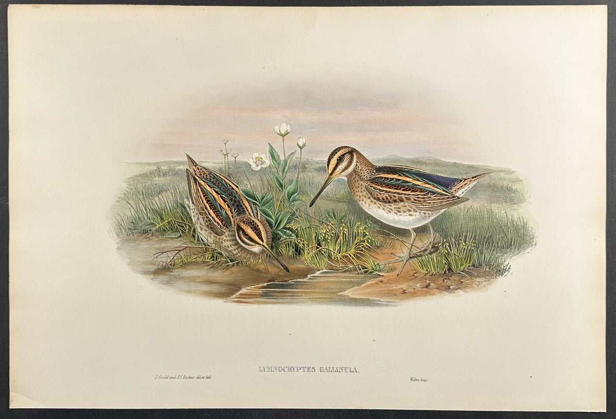 Jack Snipe