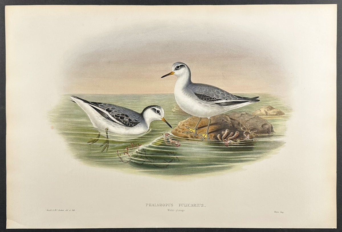 Grey Phalarope (summer plumage)