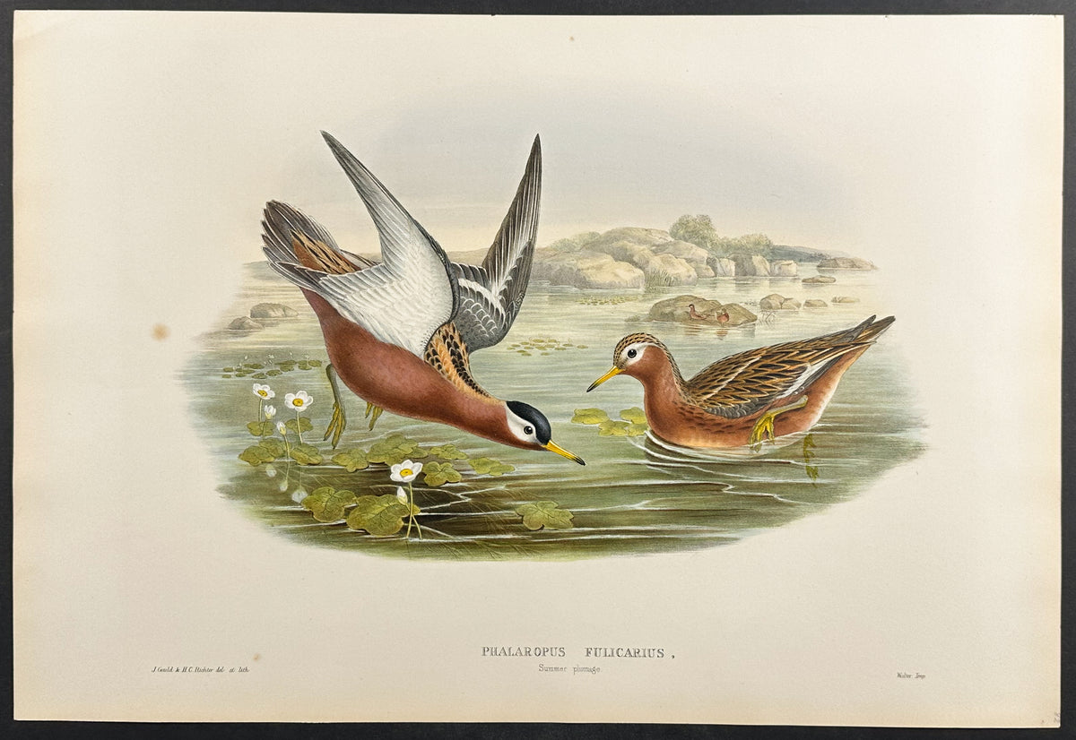 Grey Phalarope (winter plumage)