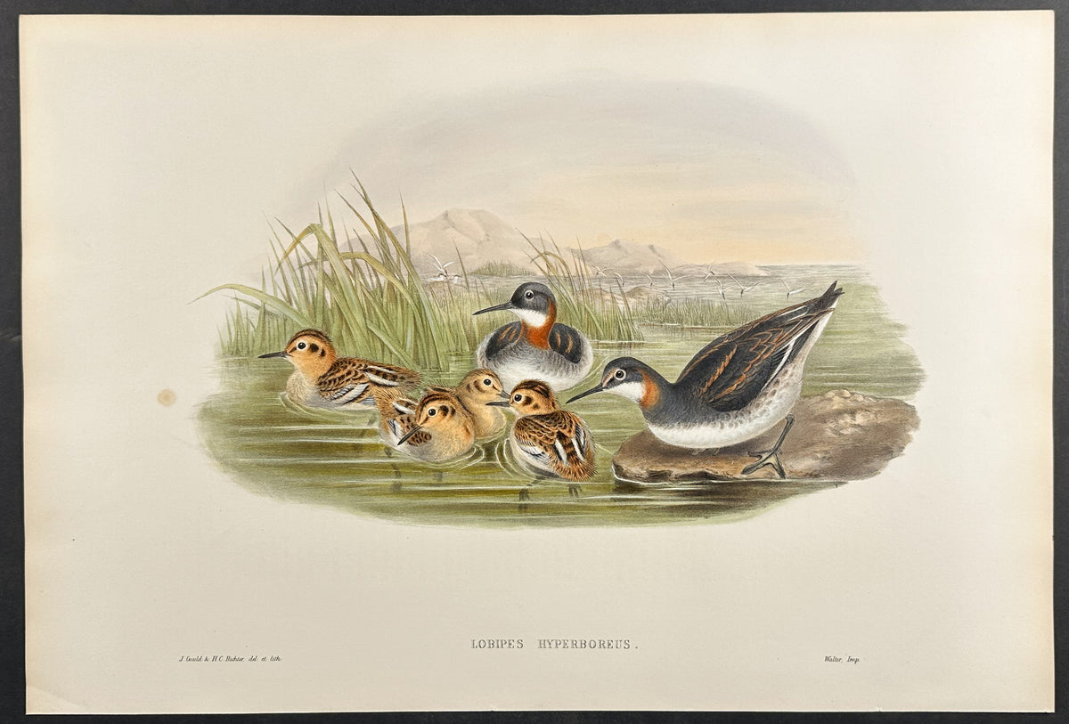 Red-necked Phalarope