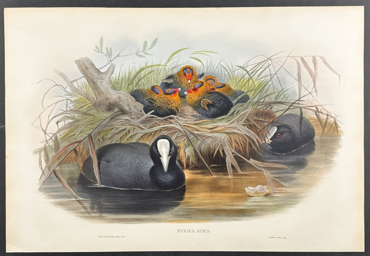 Coot