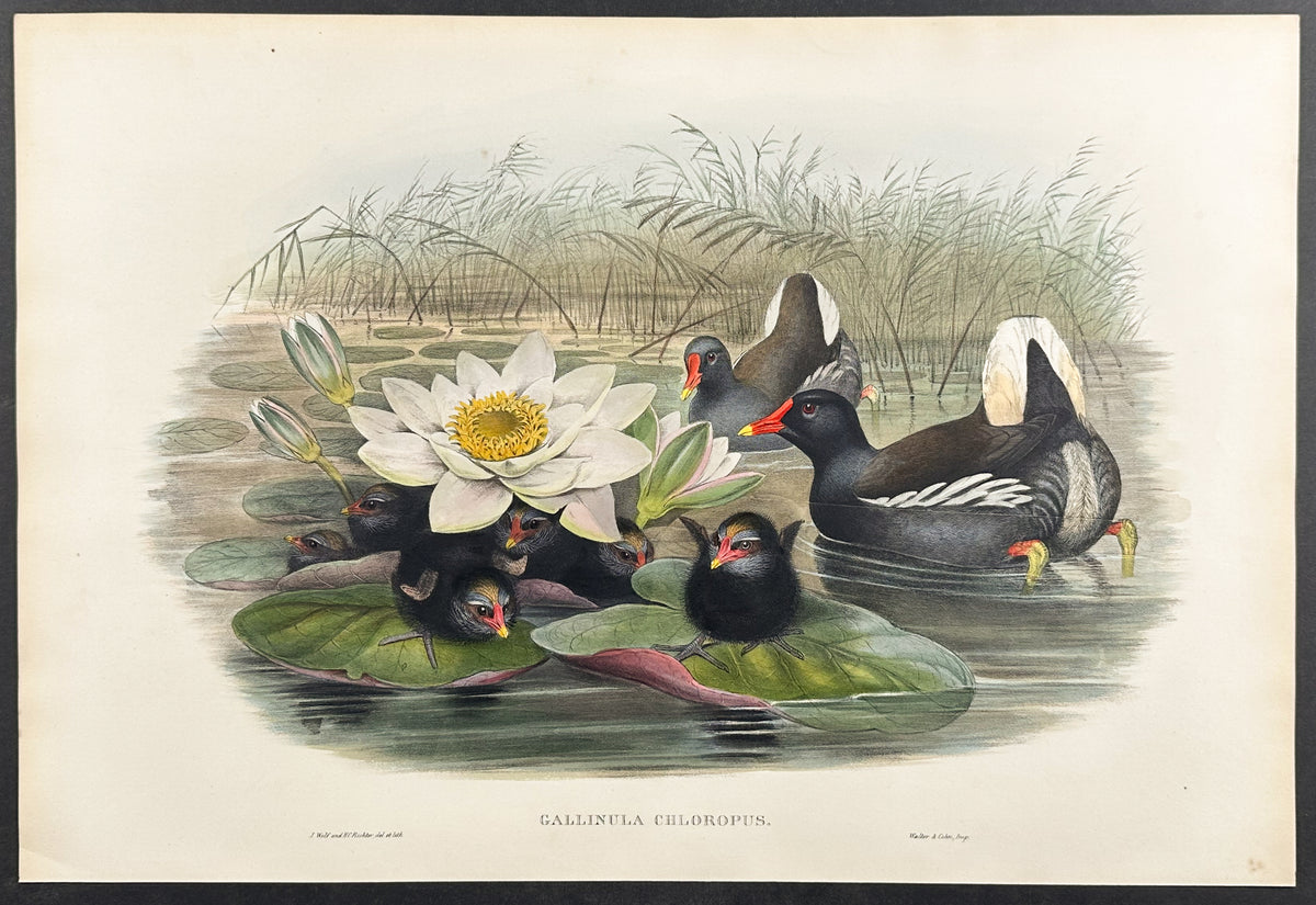 Moorhen