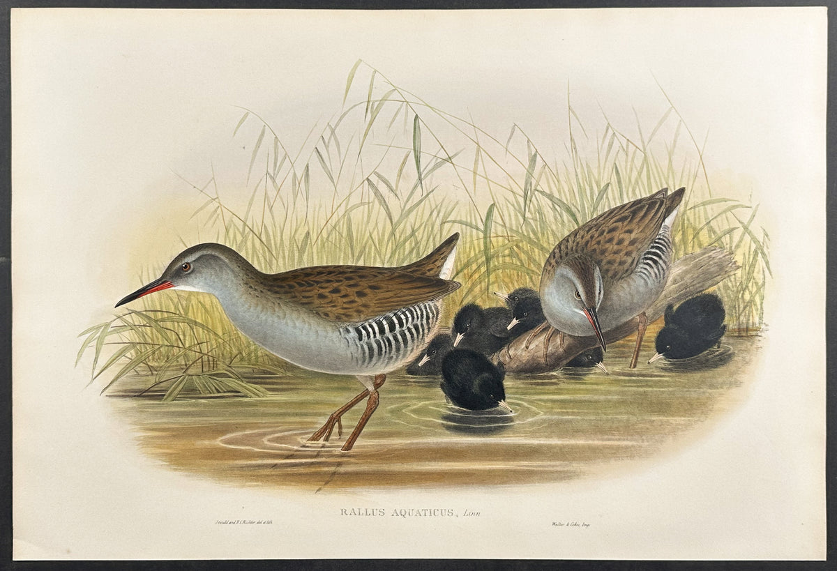 Water-Rail