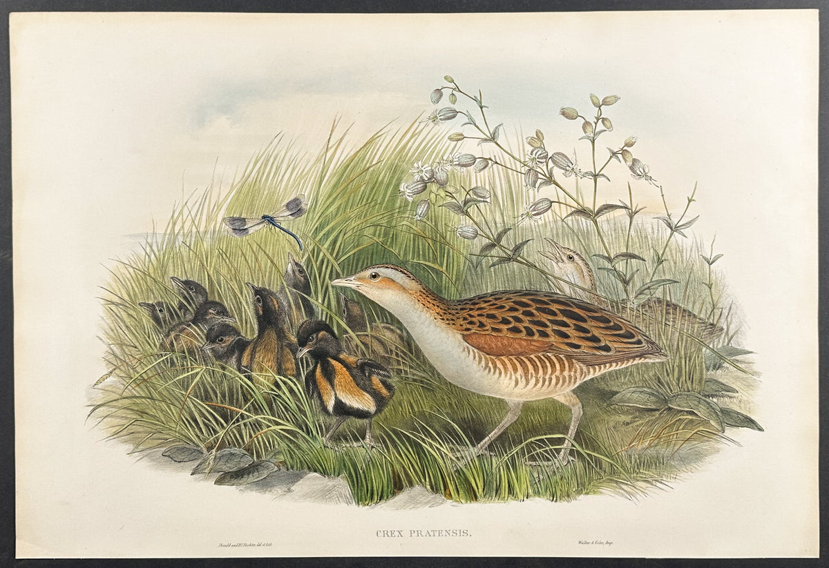 Land-Rail, or Corn Crake