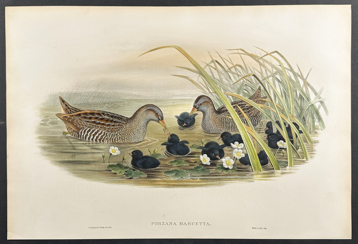 Spotted Crake
