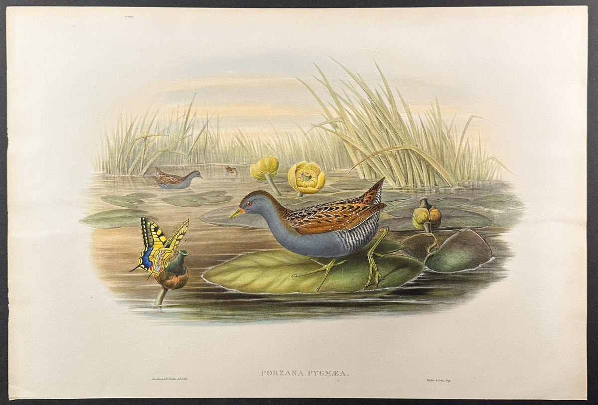 Baillon's Crake