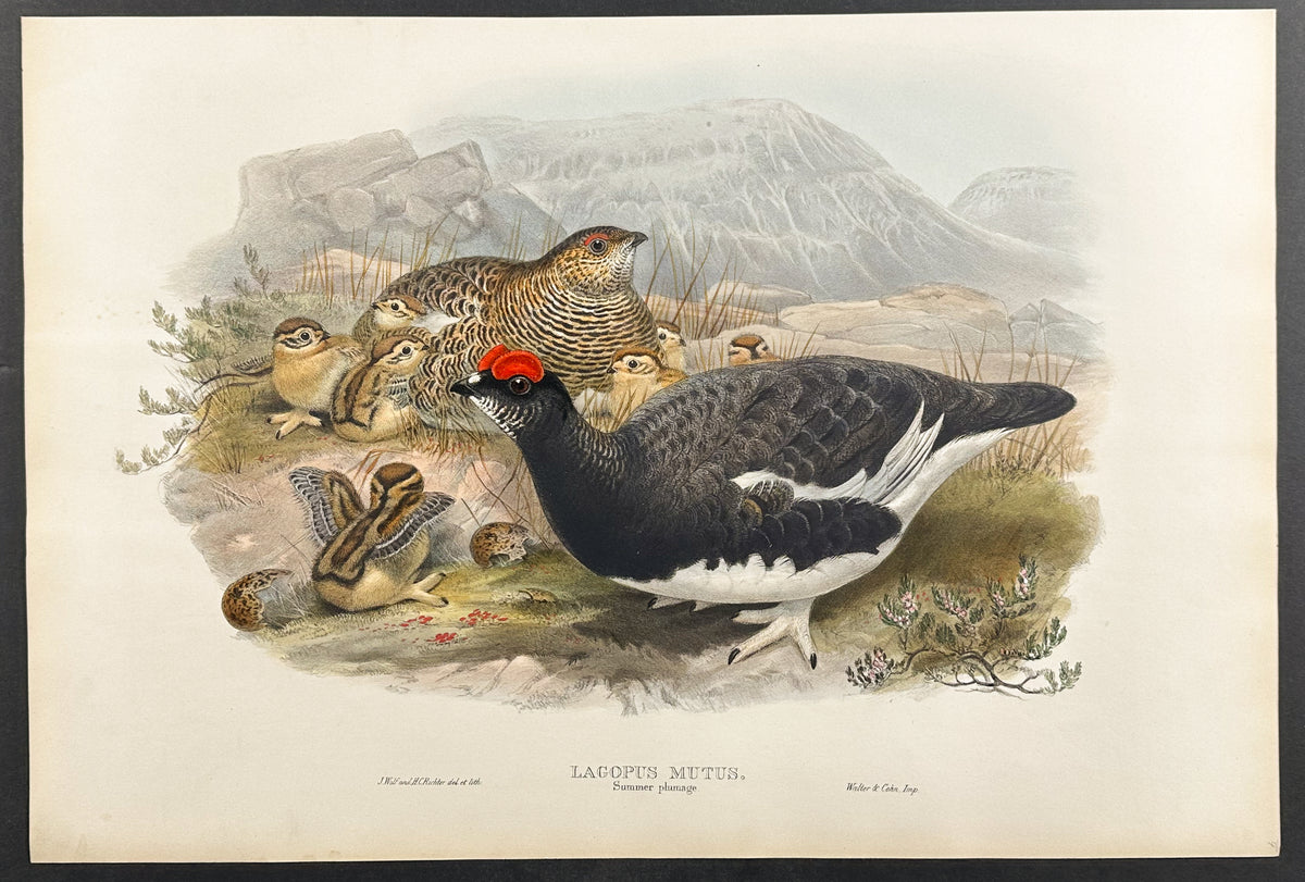 Ptarmigan (summer plumage)