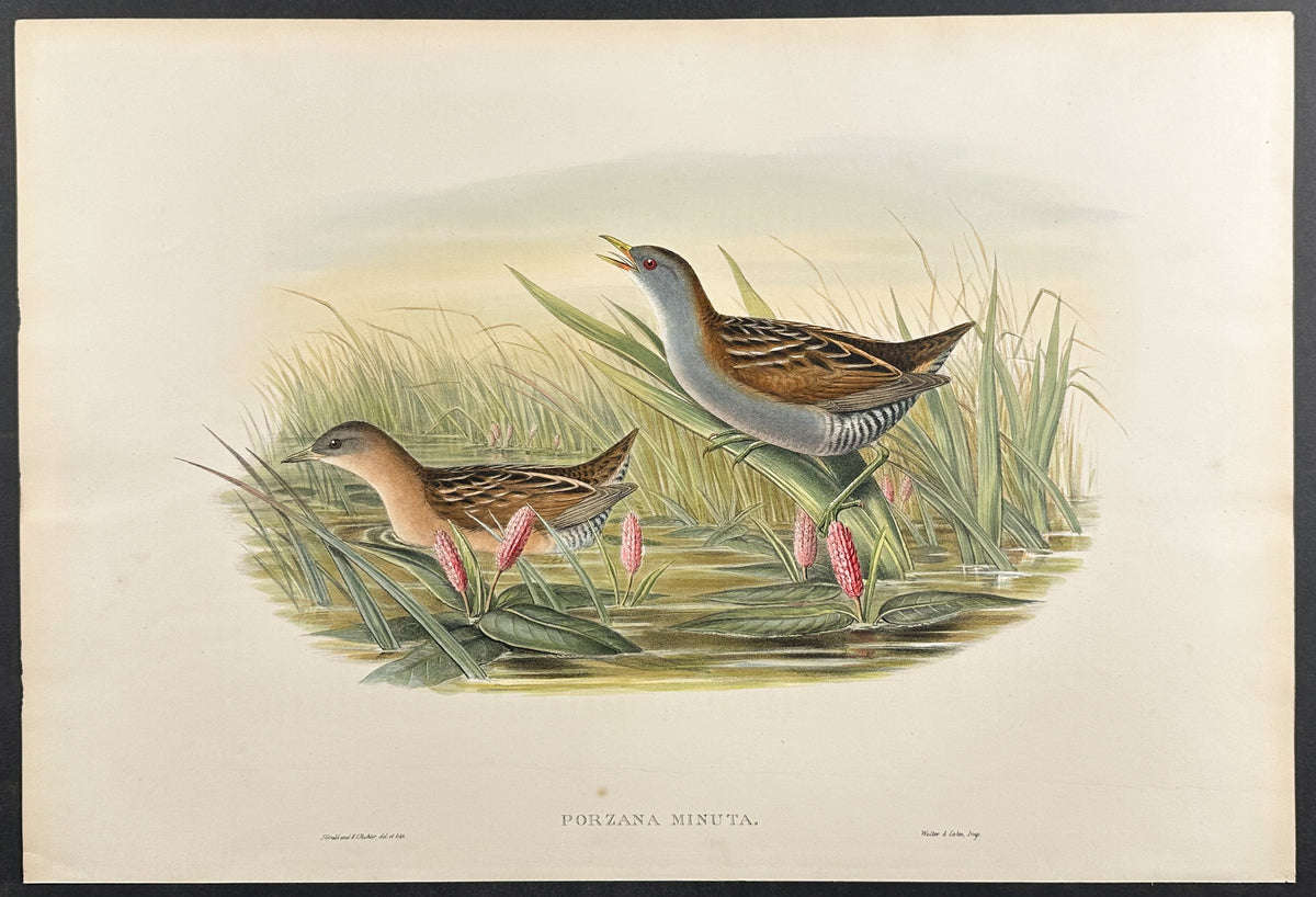 Olivaceous Crake