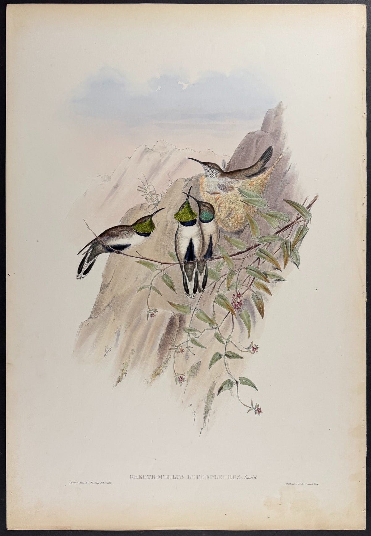 White-Sided Hill-Star Hummingbird