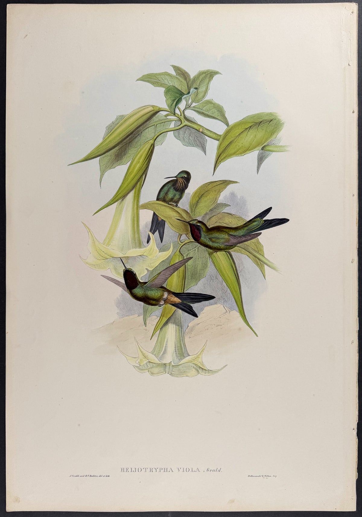 Violet Star-Frontlet Hummingbird