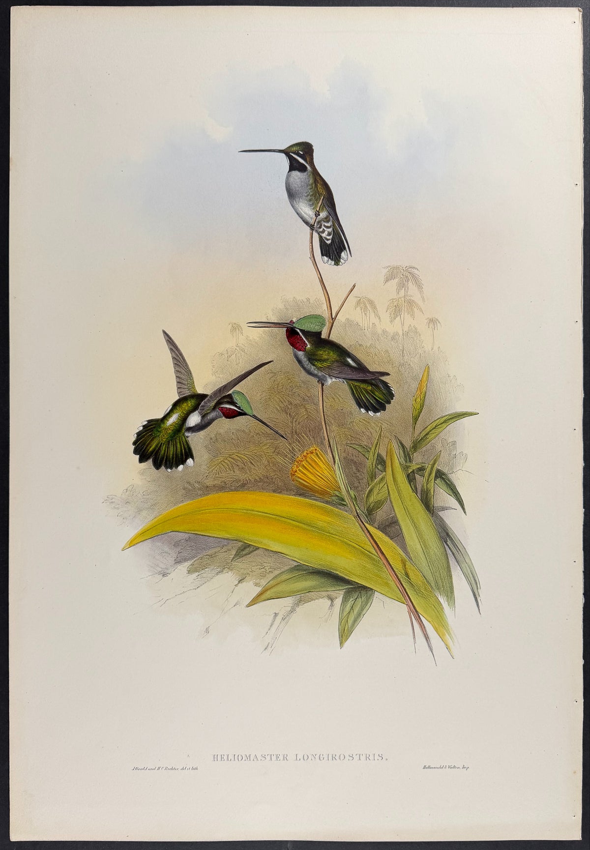 Long-Billed Star-Throat Hummingbird