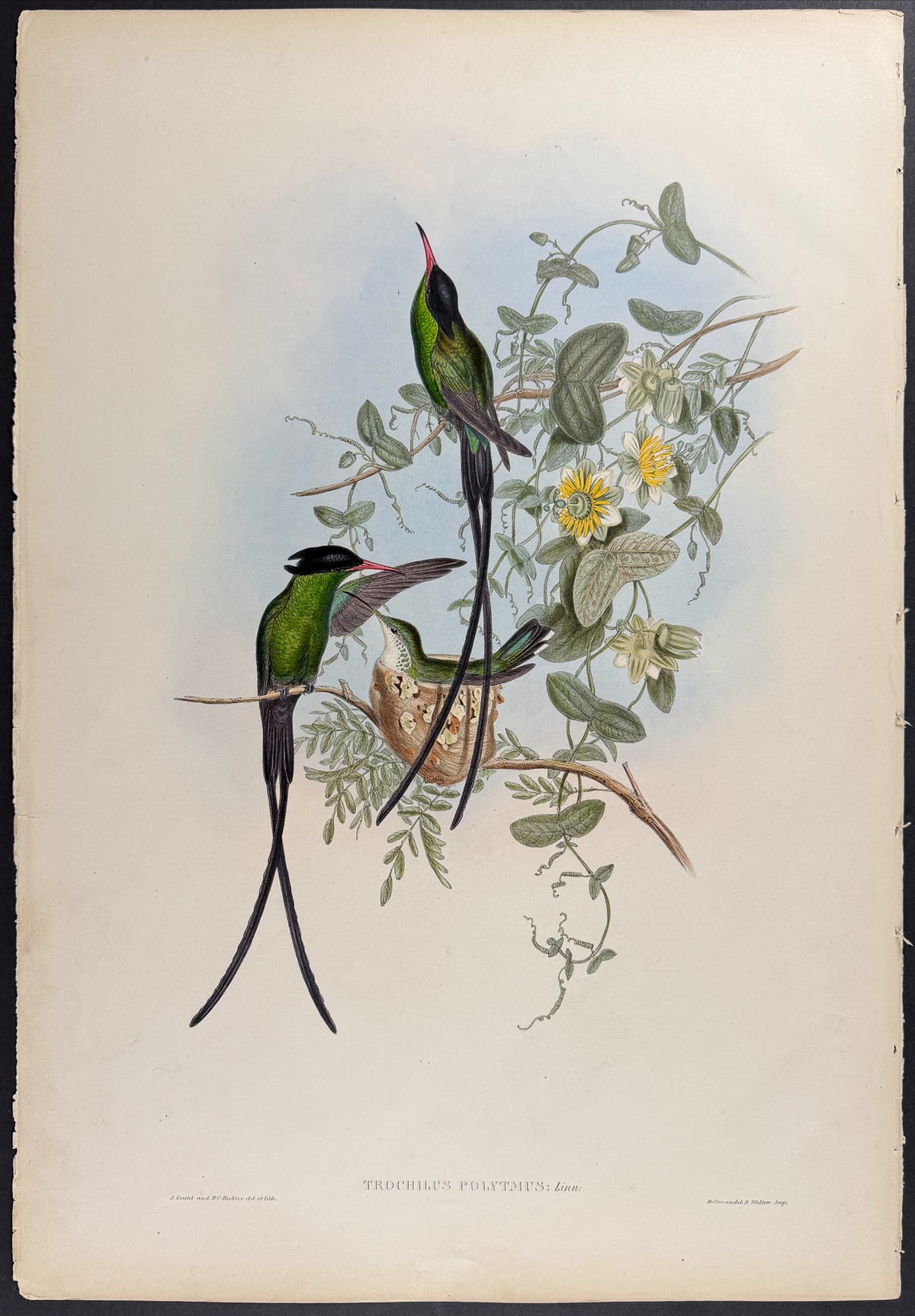 Black-Capped Hummingbird
